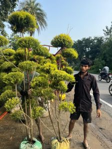 Golden Bottle Brush Plant