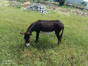 Bindu donkey forum milk