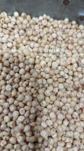 Sorghum