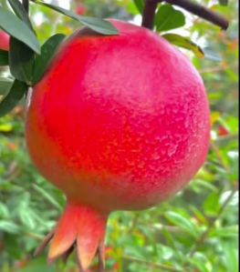 pomegranate fruit