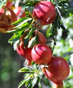 pomegranate fruit