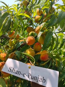 Peach Plants