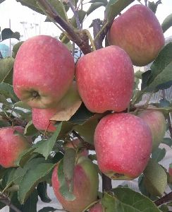 hot climate apple plant