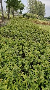 L49 Guava fruit Plants