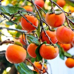 Persimmon fruit plant