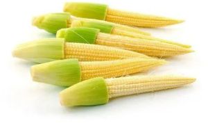 Frozen Baby Corn