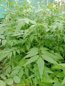 NEEM PLANTS