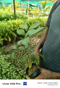 Pan masala tree