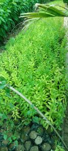 White Sandalwood plant 10e 1fite