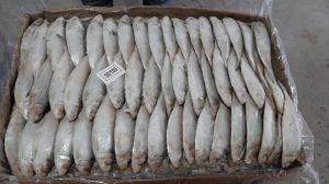 Frozen Hilsa Fish