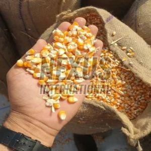 Yellow Corn Kernels