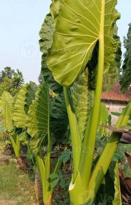 Green Taro Plant Stick