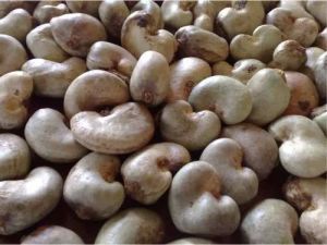 Natural Raw Cashew Nuts