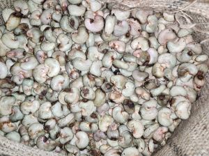 organic raw cashew nuts