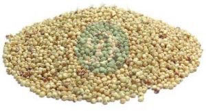 Sorghum