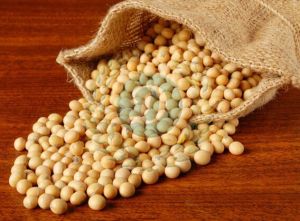 Soybean Meal