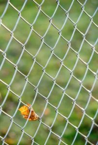 galvanized fence