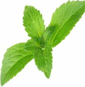 stevia leaf