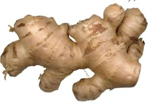 Fresh Ginger