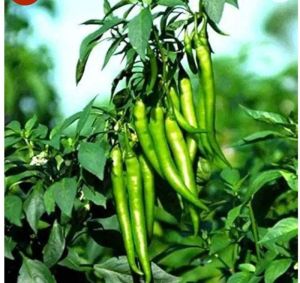 Fresh Green Chilli