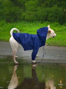 pet raincoats