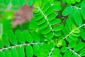 phyllanthus amarus extract