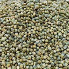 Pearl Millet