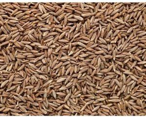 Natural Cumin Seeds