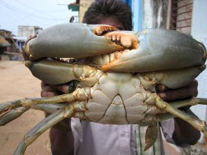 BIG SIZE CRABS