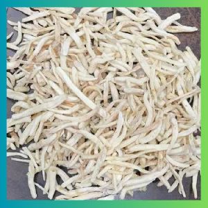 WHITE MUSLI ROOT