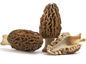 Dried Morel Mushroom