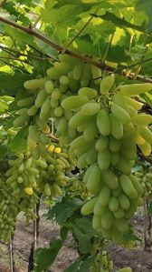 Fresh Green Grapes