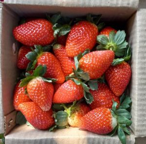 Fresh Red Strawberry