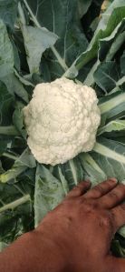 Cauliflower