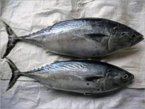 Tuna Fish