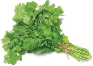 Natural Fresh Green Coriander Leaf