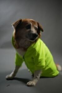 NEON FLEECE HOODIE FOR DOGS AND CATS