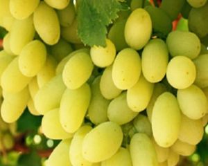 Fresh Thompson Seedless Green Grapes