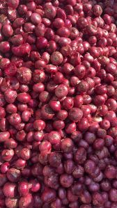 Dry Red Onion