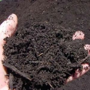 Organic Manure