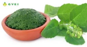 GVEI Spray Dried Tulsi Leaf Powder