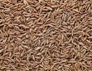 Natural Cumin Seeds