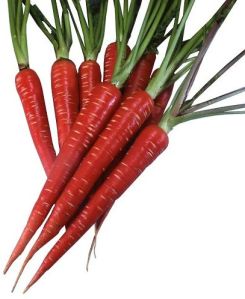 Fresh Red Carrots