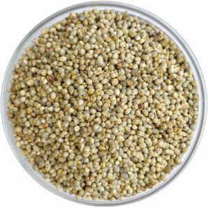 Pearl Millet Seeds