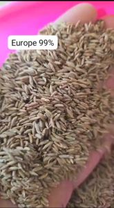 Europe99 Cumin Seeds