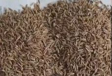 gulf98 cumin seed