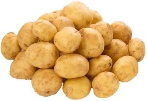 B Grade Fresh Potato