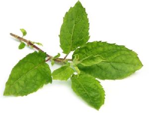 Holy Basil Leaves