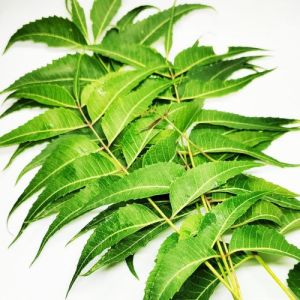 Neem Leaves