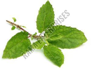 Holy Basil Leaves